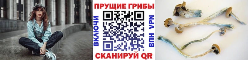 Псилоцибиновые грибы Cubensis  наркошоп  Цимлянск 
